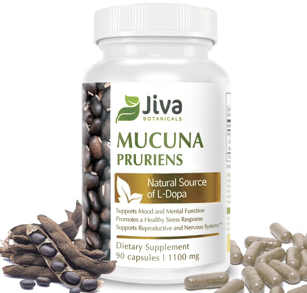 Mucuna Pruriens (Velvet Bean Extract)