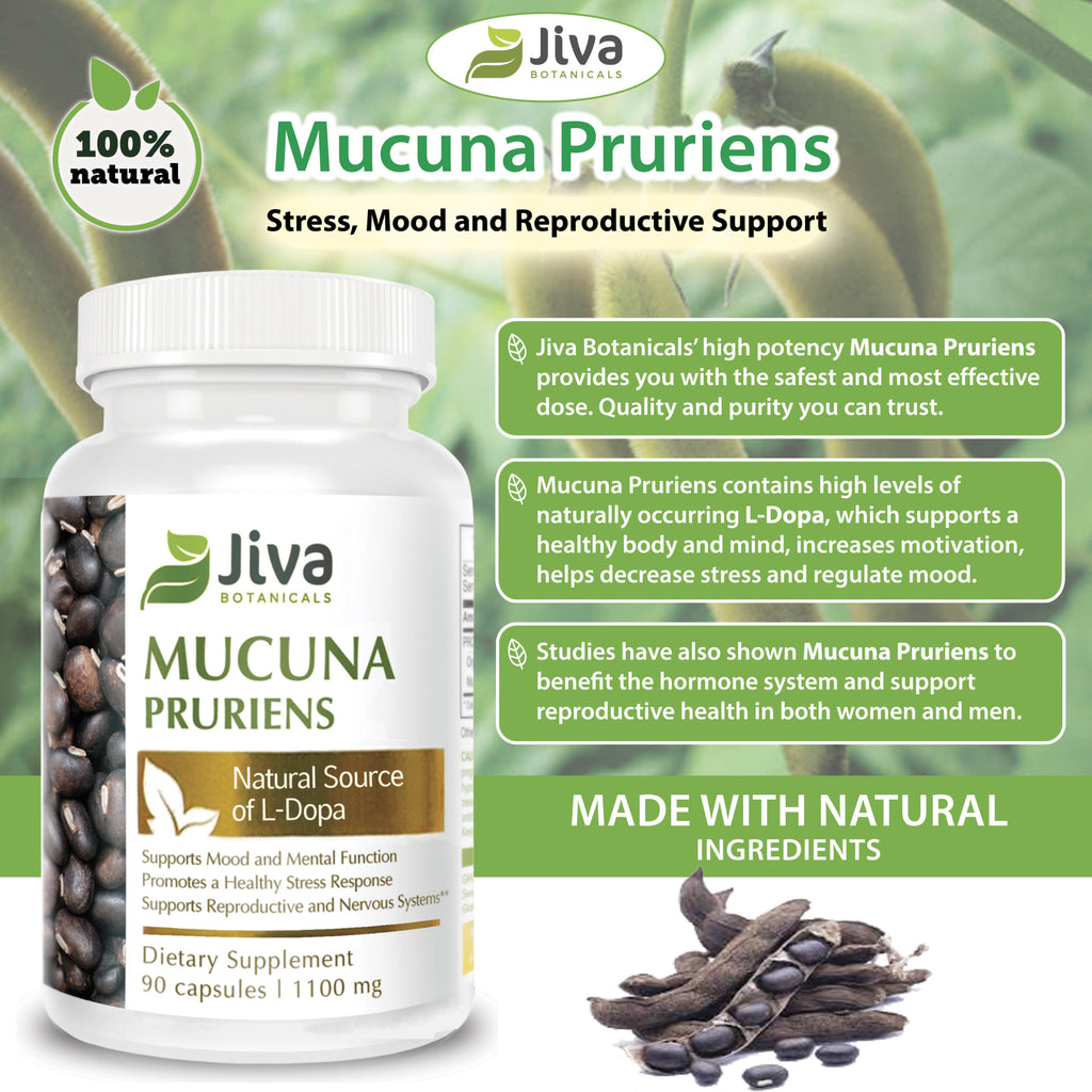 Mucuna Pruriens (Velvet Bean Extract)
